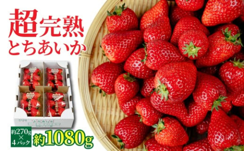 【先行受付：2月以降発送】いちご 「茂木完熟いちご」　矢野農園 とちあいか レギュラーサイズ 約270g × 4パック 合計 約1080g | いちご イチゴ 苺 とちあいか 完熟 甘い あまい 果物 フルーツ 矢野農園 栃木県 茂木町