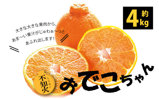 
            【先行予約】おでこちゃん 約4kg 【2025年2月上旬から3月上旬発送予定】みかん 不知火 柑橘 フルーツ 果物 デザート
          