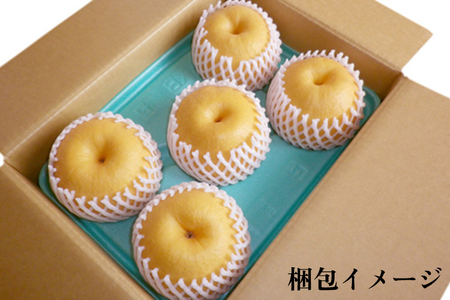 【2025年】和梨 新興 約5kg（約7～10個）《11月上旬～お届け》 山伴しなの川フルーツガーデン