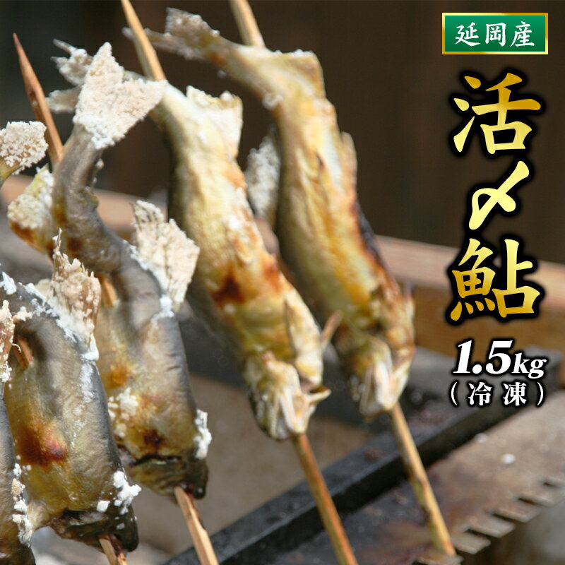 先行予約 活〆 鮎 1.5kg 15 〜 20 尾入り 海産物 国産 延岡産 冷凍 小分け 個包装 一尾ずつ 一尾ずつ袋に入れてお届け 繊細な美味しさ 便利 塩焼き 甘露煮 鮎めし 雑炊 松本水産 お中元 お歳暮 贈答用 お取り寄せ お取り寄せグルメ 宮崎県 延岡市 送料無料
