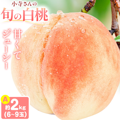 小寺さんの旬の白桃 2kg 6～9玉 小寺壽夫 《7月中旬-8月中旬頃出荷》 岡山県 笠岡市 岡山県産 モモ 果物 フルーツ もも 桃 紅清水 川中島白桃 なつおとめ 加納岩 浅間白桃---K-29---