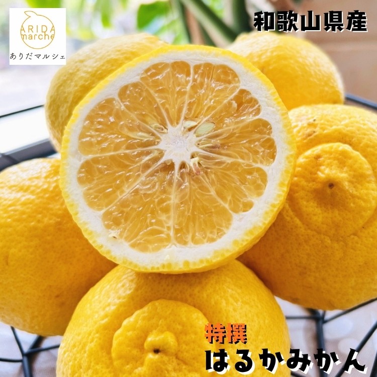 
                  【人気柑橘】特撰 はるかみかん 1.5kg+200g(傷み補償分) ｜ 蜜柑 柑橘 果物 フルーツ くだもの 果実 国産 和歌山
                