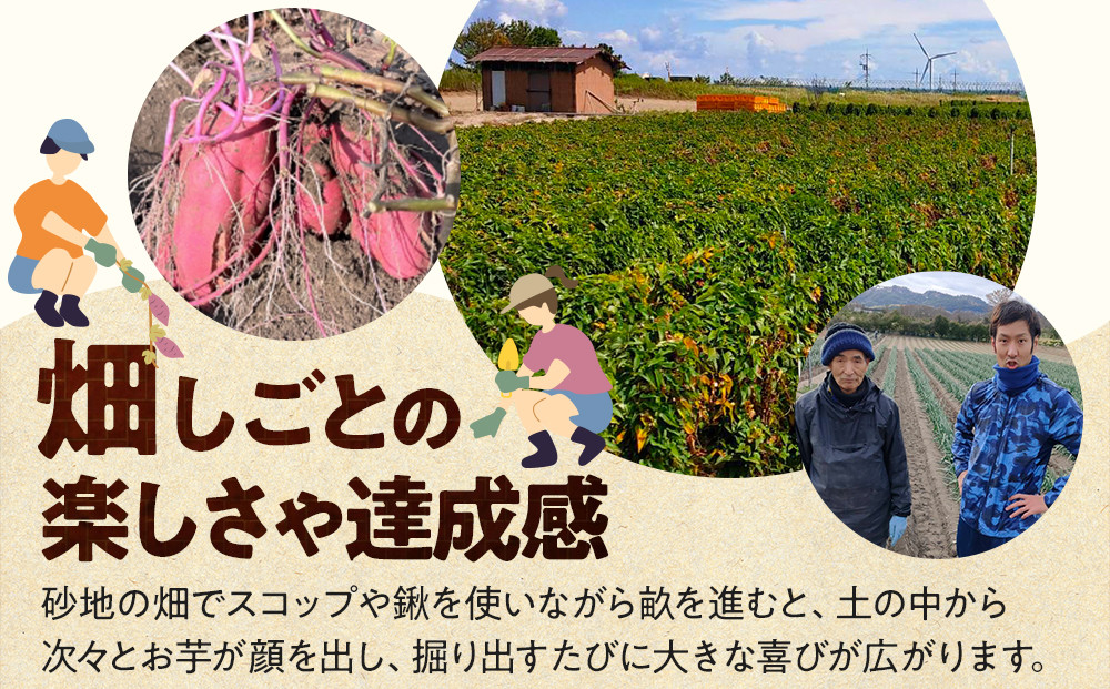 1285.【要予約 親子用（大人1名様+小学生1名様）】北栄町 お芋収穫体験　長芋・ねばりっこ・とっくり芋・里芋・さつまいも　掘ったお芋5kg×2名様分付き