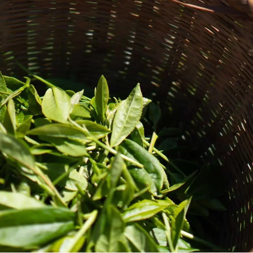 ほうじ茶150g 快晴茶 ほうじ茶 焙じ[BDAT003]