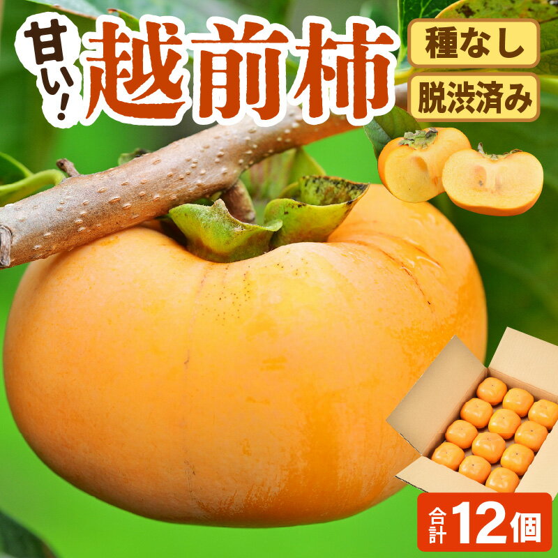 【ふるさと納税】【先行予約】【種なし】 甘い！越前柿12個入り 脱渋済み 本場柿原郷で収穫 / かき フルーツ 福井県 あわら市 甘い 大きい柿 秋 旬 平核無柿 刀根早生柿 甘柿 シャキシャキ たねなし 果物 食物繊維 ビタミンC ※2025年10月下旬以降順次発送予定