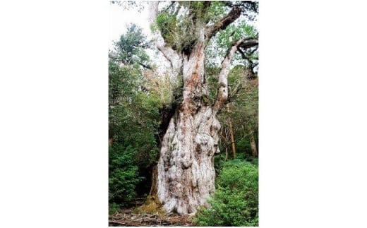 【グレイン】屋久杉リング -太めタイプ- 添（Sou）-「プラチナタイプ」- メンズ レディース 男性 女性 アクセサリー 贈り物 ギフト おしゃれ お揃い 指輪 木製品 一点物 人気 おすすめ 沖縄