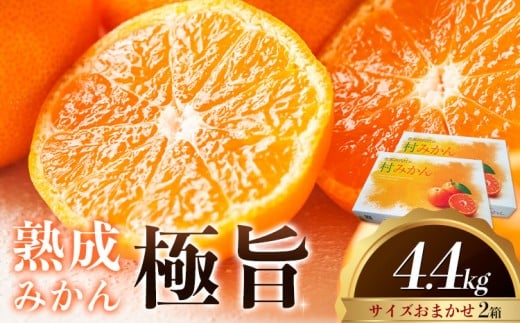 2026年出荷!! 熟成みかん『極旨』2箱 廣畠農園《2月初旬-2月末頃出荷予定》徳島県 佐那河内村 みかん ミカン 蜜柑 柑橘 箱入り 化粧箱 フルーツ 果物 くだもの 贈答 【配送不可地域あり】※離島