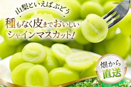 【期間限定発送】ぶどう 山梨県産 シャインマスカット1kg以上 2房  [株式会社えべし 山梨県 中央市 21470877] フルーツ 果物 くだもの ブドウ シャイン マスカット 葡萄 期間限定 季