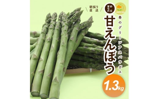 グリーンアスパラガス 砂丘育ちの「甘えんぼう」　1.3kg SB0879