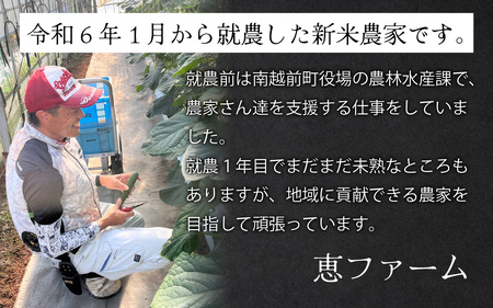 【先行予約】青肉メロンのペルル【2025年6月下旬～順次発送】