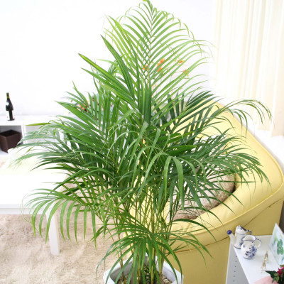 【観葉植物】アレカヤシ 8号 ホワイト陶器鉢 Ｇタイプ 土の表面:ウッドチップ【観葉植物 インテリア 部屋 おしゃれ 福岡県 筑前町 送料無料 AG039】【価格改定X】