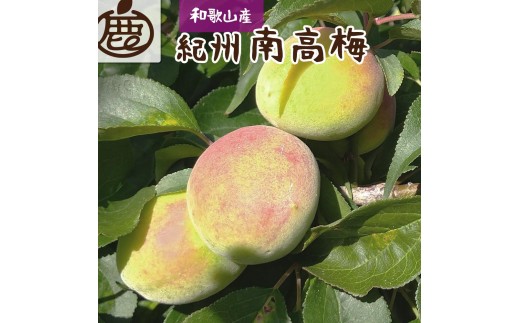 厳選 紀州南高梅(青梅)5kg+250g（傷み補償分）【梅干し・梅酒・梅ジュース】［IKE77］