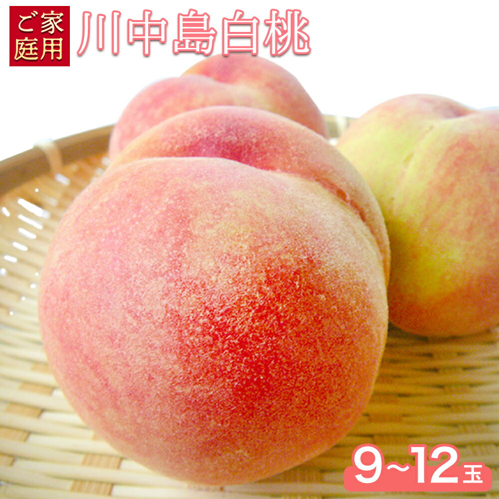【ふるさと納税】和歌山県紀の川市産 川中島白桃 9-12玉入り≪ご家庭用≫ 株式会社松源《7月下旬-8月上旬頃出荷》和歌山県 紀の川市