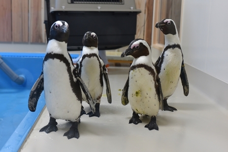 ＼たくさんの生物と触れ合える♪／　エビとカニの水族館 ペアチケット【ebk001】