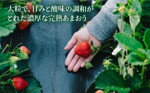 【予約：2024年1月上旬より順次発送】完熟あまおう 270g × 2パック 糸島市 / slowberry strawberry [APJ002] あまおう 苺