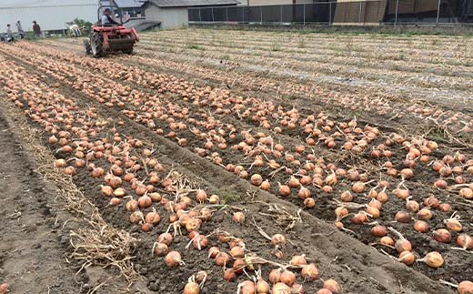 抗酸化玉ねぎ 10kg＜桑の粉茶10g付き＞ 抗酸化 玉ねぎ たまねぎ 桑の粉茶 食品 F21E-410