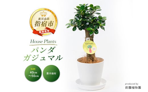 
            【観葉植物】パンダガジュマル40cm～50cm(前園植物園/025-1449) 南国鹿児島県で育った 観葉植物！植物 鉢付 インテリア 室内 オフィス おしゃれ プレゼント ギフト 開店祝い 移転祝い マイナスイオン【配送不可地域：北海道・沖縄県・離島】
          