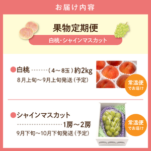 【2026年先行予約 全2回 定期便】東根市産 桃、シャインマスカット 果物定期便 （玉数、房数お任せ）　hi074-020 （令和8年産 2026年産 ふるさと納税 もも 桃 モモ ピーチ 白桃 ぶ
