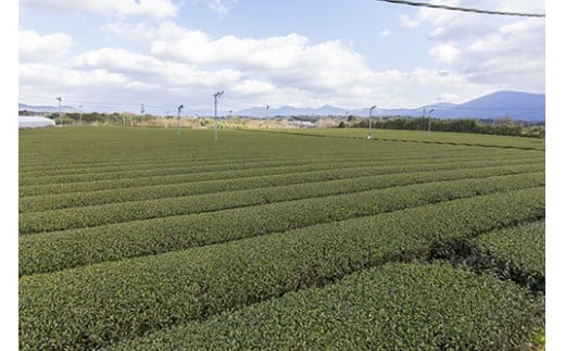 川上製茶 相良茶3個と国産急須のセット