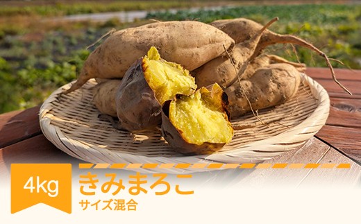 
            【先行予約】さつまいも  きみまろこ 土付き 約4kg 村山市産 2026年産 令和8年産 山形県産 ※沖縄・離島への配送不可  no-spkmx4
          