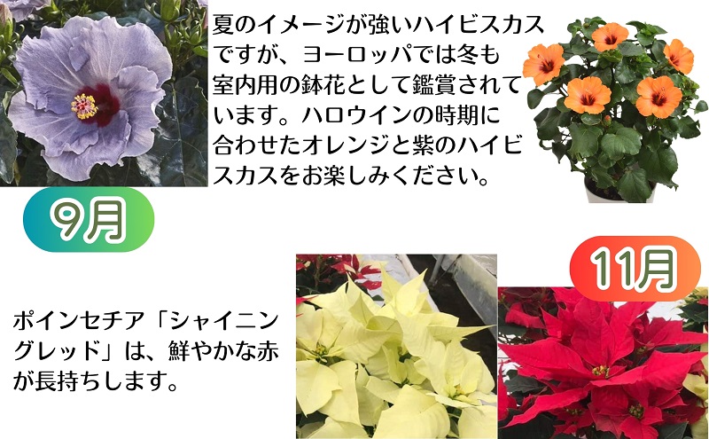 鉢花 定期便 全6回 サイネリア 瀬戸内 ティアシリーズ 天使のエール 富貴桜 なごり雪 さくやひめ ハイビスカス ハロウィンハイビスカス ポインセチア じょんならんトマト ミニトマト 約1.6kg 4鉢 2鉢 1鉢 5号 かご入 花 鉢植え トマト 香川県 観音寺市