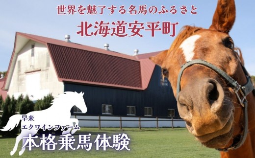 
                  【ふるさと納税】  本格乗馬体験  1回分 北海道安平町〈早来エクワインファーム〉馬 サラブレッド ポニー 競馬 馬術 体験
                