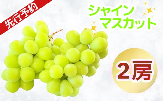 【2025先行予約】シャインマスカット 2房 《2025年9月上旬から出荷》   (7-A21)