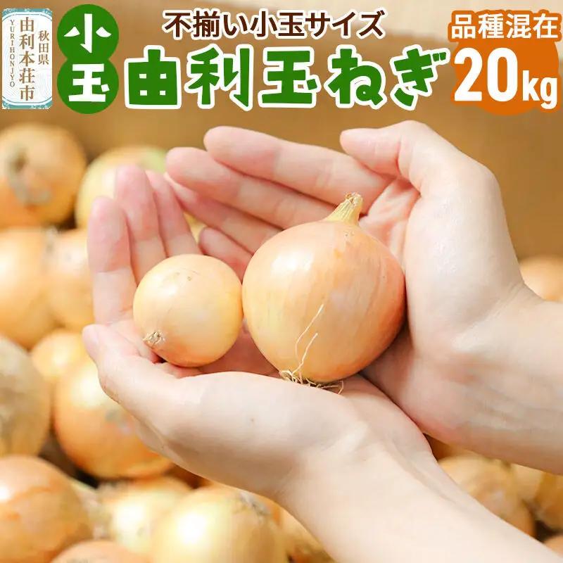 《先行受付》由利本荘市産　由利玉ねぎ（小玉）20kg【品種混在】