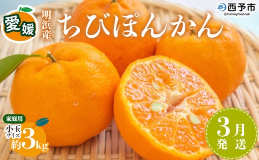 ＜愛媛明浜産 ちびぽんかん 約3kg 3月発送＞ 果物 フルーツ みかん ミカン 蜜柑 柑橘 ポンカン 小玉サイズ 生産量全国1位 おいしい 特産品 渡江から一歩を踏み出す会 愛媛県 西予市 【常温】