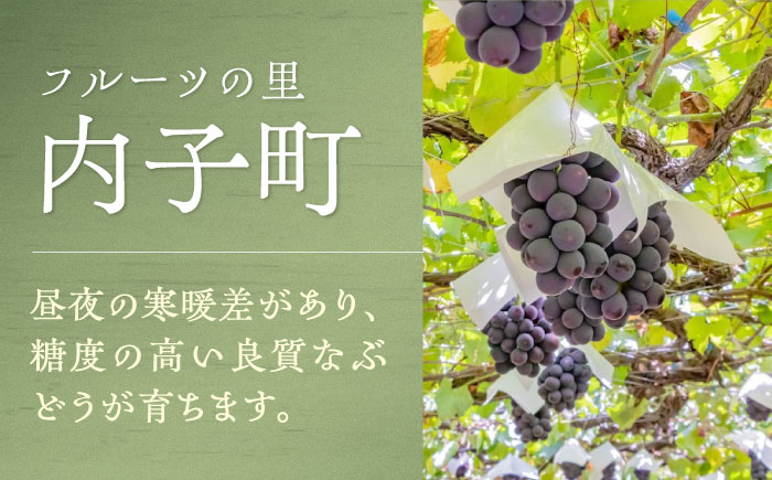 内子夢わいん 白ワイン (ピオーネ) 約720ml 2本 / ワイン 白ワイン ピオーネ わいん wine お酒 酒 洋酒 愛媛県 愛媛 内子町 国産ワイン 日本ワイン 果実酒 送料無料 人気 家飲み