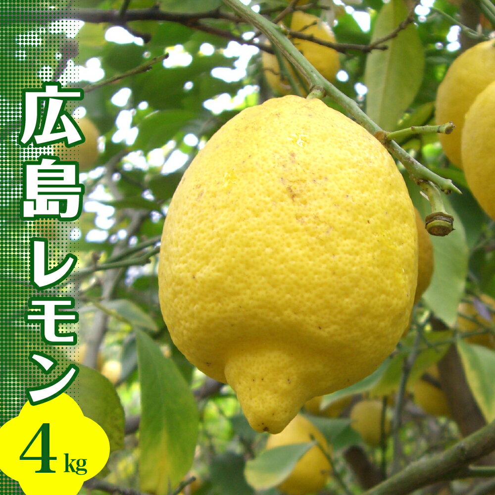 【ふるさと納税】先行予約 安全・安心 広島レモン 4kg 【2025年10月中旬～発送】 JA グリーンレモン イエローレモン れもん 檸檬 柑橘 果物 フルーツ 栽培期間中腐敗防止剤不使用 皮ごと 食べられる 皮 常温配送 産地直送 お取り寄せグルメ 送料無料 先行受付 広島県 呉市