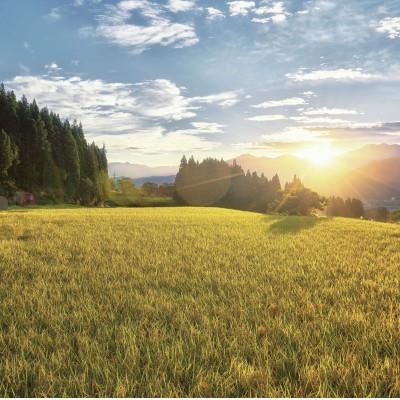 ふるさと納税 南魚沼市 【毎月定期便】6年連続金賞　南魚沼産コシヒカリ5kg　栽培期間中農薬化学肥料不使用全6回 |  | 02