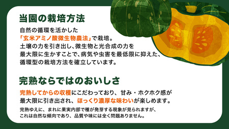 【 訳アリ 】完熟かぼちゃ ブラックのジョー 10kg（6～8玉）