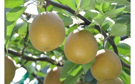 王秋 3kg （生橋農園）梨 和梨 王秋