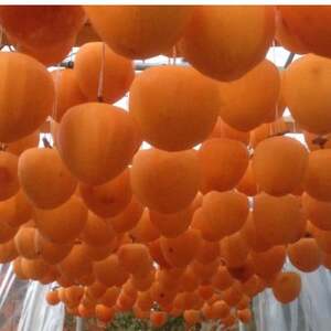 山梨市産高級干し柿・枯露柿約600g(9～12個入)生産者直送!【1452221】