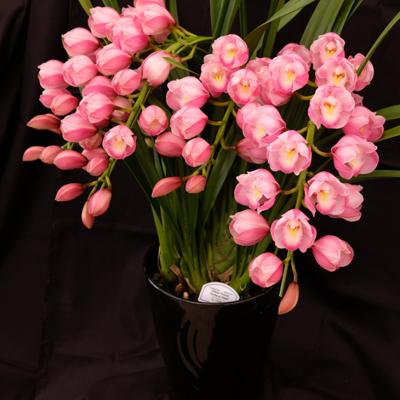 ふるさと納税 小郡市 洋ラン シンビジウム (4本立て) アーチタイプ [No5354-0858]