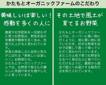 甘い葉付き人参 8kg かたもとオーガニックファーム 人参