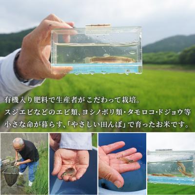 ふるさと納税 西予市 新米 <令和8年産 コシヒカリ 約10kg 6回定期便 精米 楠さんの一等米相当 みかん |  | 03