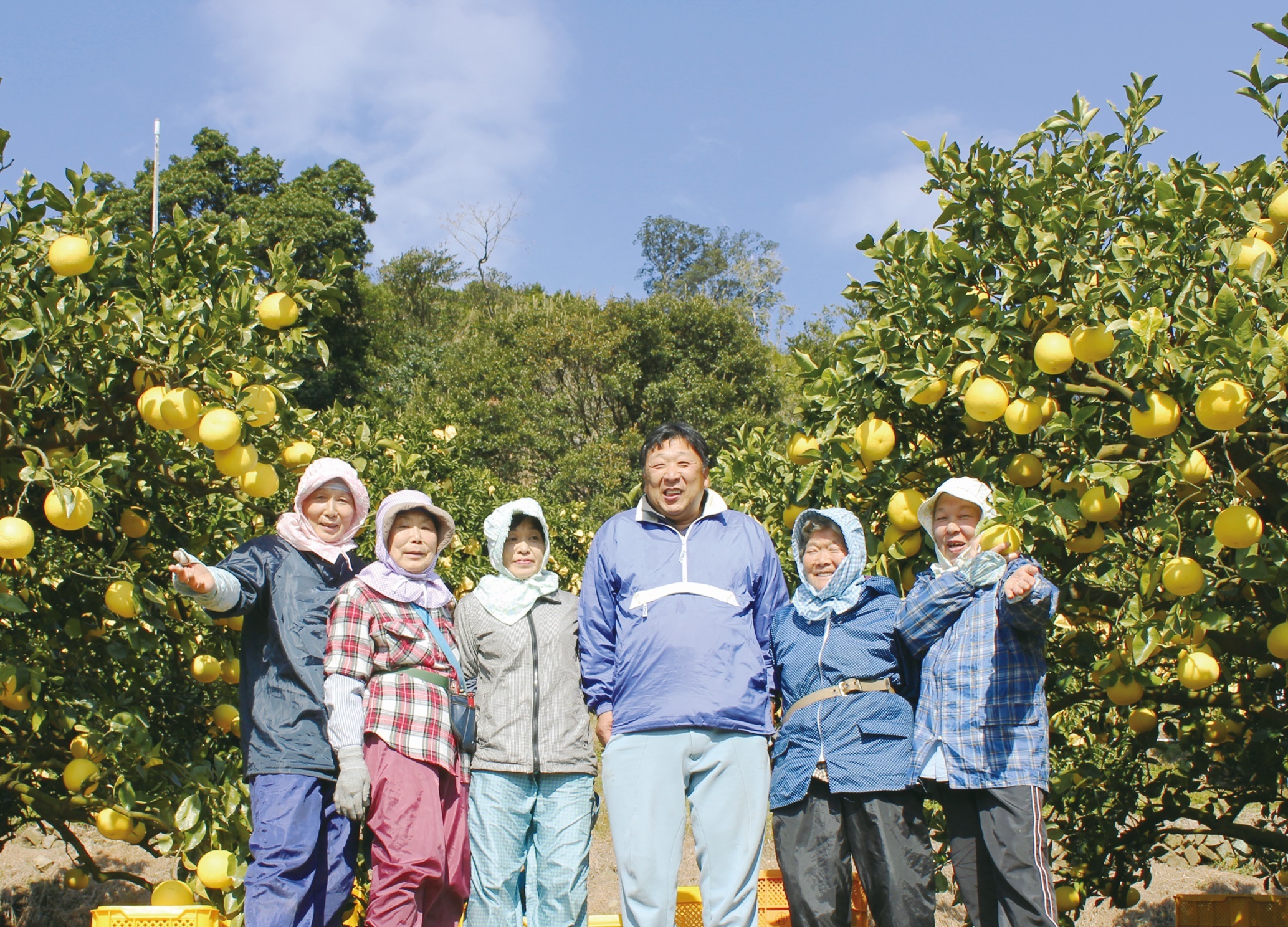 柑橘フルーツ４回定期便（ぽんかん３kg・麗紅３kg・文旦５kg・小夏３kg）みかん４種 果物 果実 柑橘 フルーツ デザート おやつ 美味しい 先行予約 国産 ギフト プレゼント 贈答【J00018】