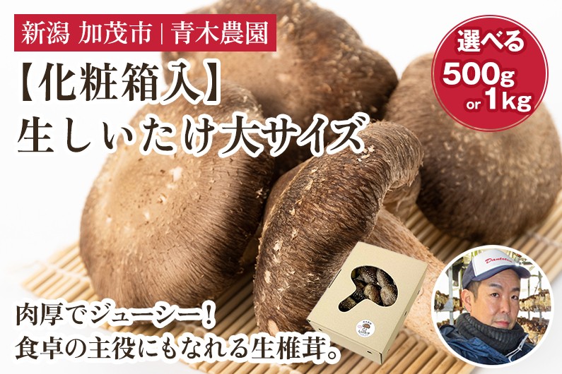 
                  【2026年先行予約】【化粧箱入】【選べる数量】生しいたけ 大サイズ 約500g（9～13個） 約1kg（19～27個） 《10月中旬～順次出荷》 品評会で金賞受賞！  きのこ しいたけ 椎茸 特大 食べ応えある大きさ 肉厚で旨味たっぷり！ ギフト 加茂市 青木農園
                