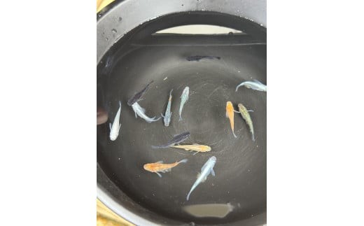 
                  めだか 飼育 セット 人気の改良めだか３～５種類（１０匹）と産卵床、水草のセット。 死着保証 ／ aju succulent 観賞魚 淡水魚 魚 ペット 生き物 奈良県 葛城市【ajus001】
                