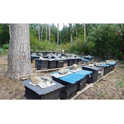 ふるさと納税 陸前高田市 気仙養蜂の国産純粋蜂蜜〈リンゴ〉1kg 瓶入り |  | 02