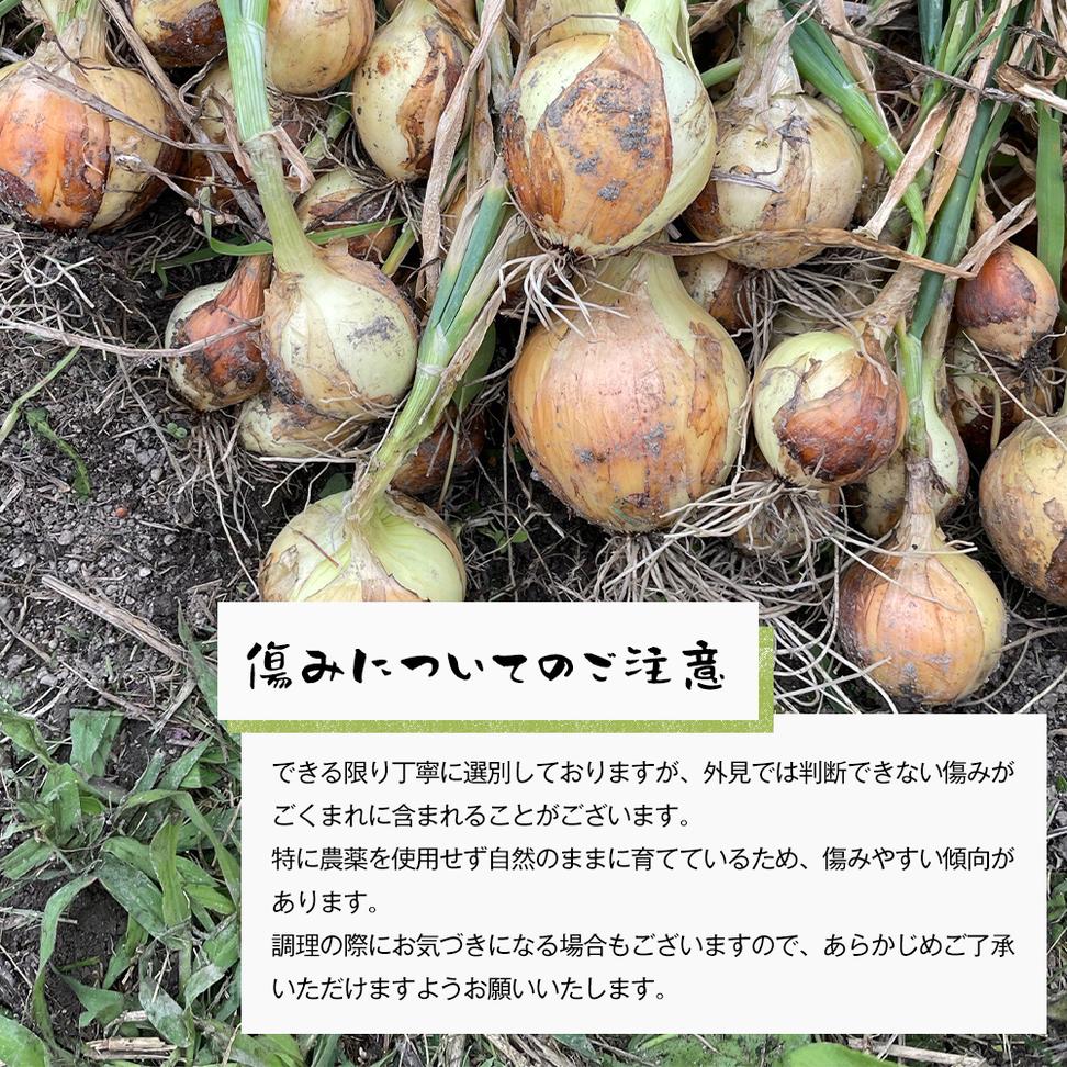 自然栽培玉ねぎ 3kg 《大小様々なサイズのため訳あり》