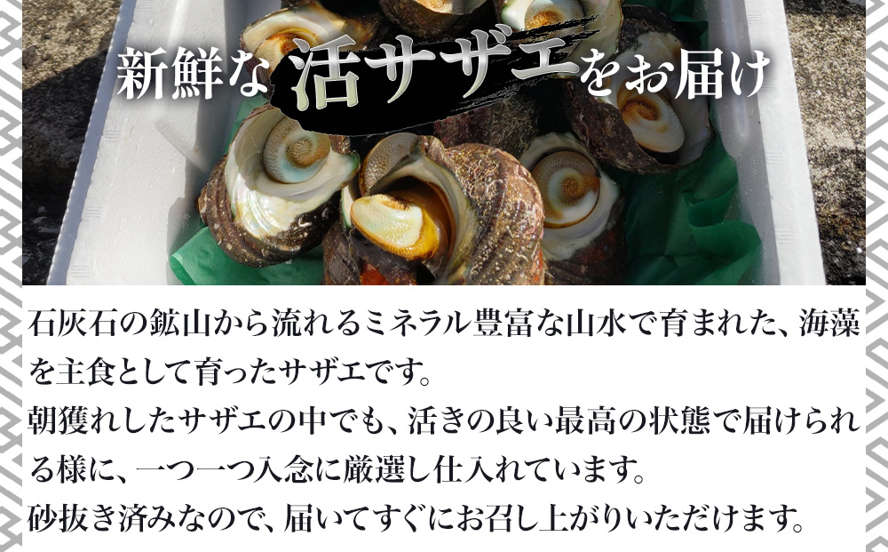 獲れたて 活サザエ 2kg（12個〜20個）さざえ 生 栄螺 壺焼きサザエ つぼ焼き 海産物 海鮮 バーベキュー BBQ 大分県産 九州産 津久見市 国産【tsu003501】
