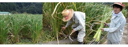 【先行予約】マコモタケ 10本 10月上旬以降発送 季節限定 今治産 森のともだち農園 野菜 [LB00620]