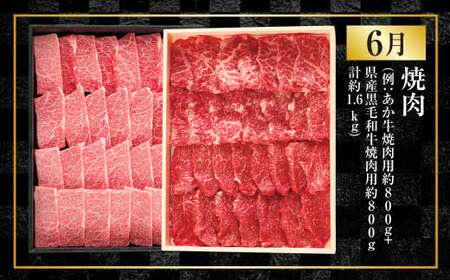 【年4回定期便】くまもと肉の極み定期便③ 食べ比べ あか牛 赤牛 くまもとあか牛 黒毛和牛 和牛 定期便 熊本県産 肉 お肉 牛肉 牛 国産