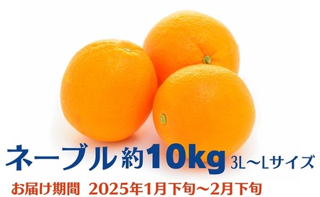 ネーブル　約10kg 果物類 柑橘類 フルーツ ネーブルオレンジ オレンジ 