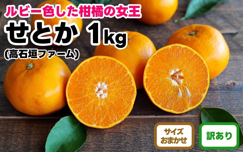 訳あり せとか 1kg M～2Lサイズおまかせ 高石垣ファーム  K011 