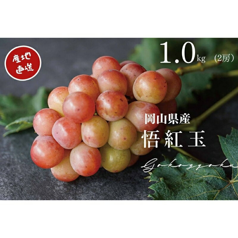 【ふるさと納税】 厳選　岡山県産　悟紅玉　計1.0kg以上　2房　産直・朝採れ 2025年8月20日頃より順次発送【配送不可地域：離島・沖縄県】 ブドウ ぶどう 葡萄 旧ゴルビー 果物 フルーツ【1394544】