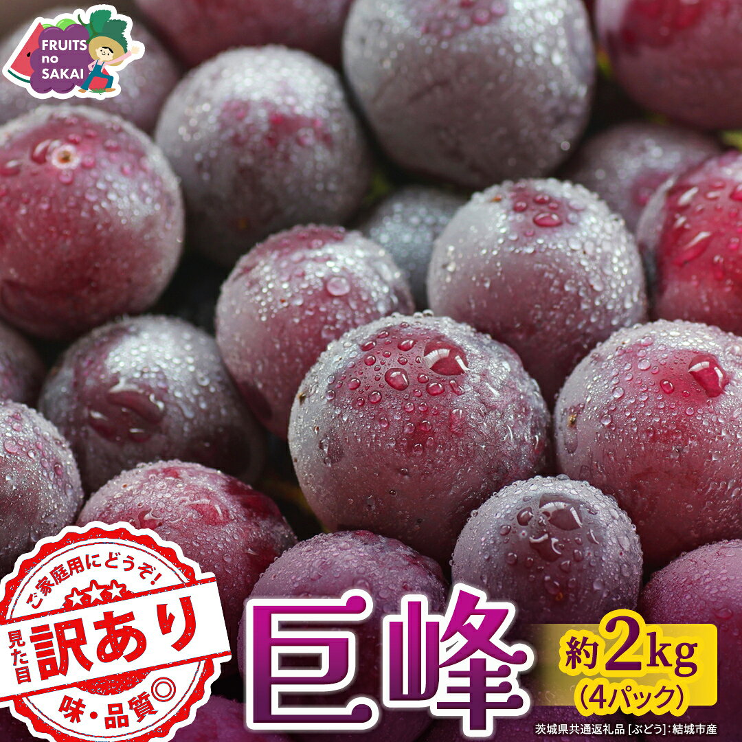 【ふるさと納税】 ＜ 訳あり ＞ 巨峰 4パック(約2kg)【2026年9月より発送開始】（茨城県共通返礼品 [ぶどう]：結城市産） ぶどう ご家庭用 お得 フルーツ 果物 加工用